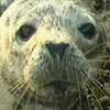 Butter the Grey seal pup