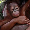 Baby orangutan with surrogate mother